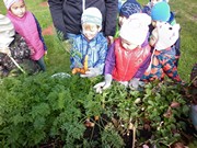 Sklízíme úrodu na školní zahrádce